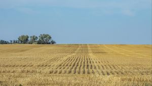 Preview wallpaper field, grass, horizon, landscape