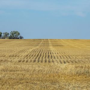 Preview wallpaper field, grass, horizon, landscape