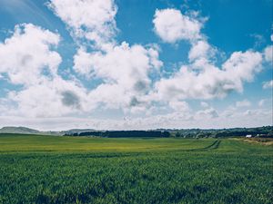 Preview wallpaper field, grass, horizon