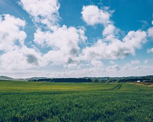 Preview wallpaper field, grass, horizon