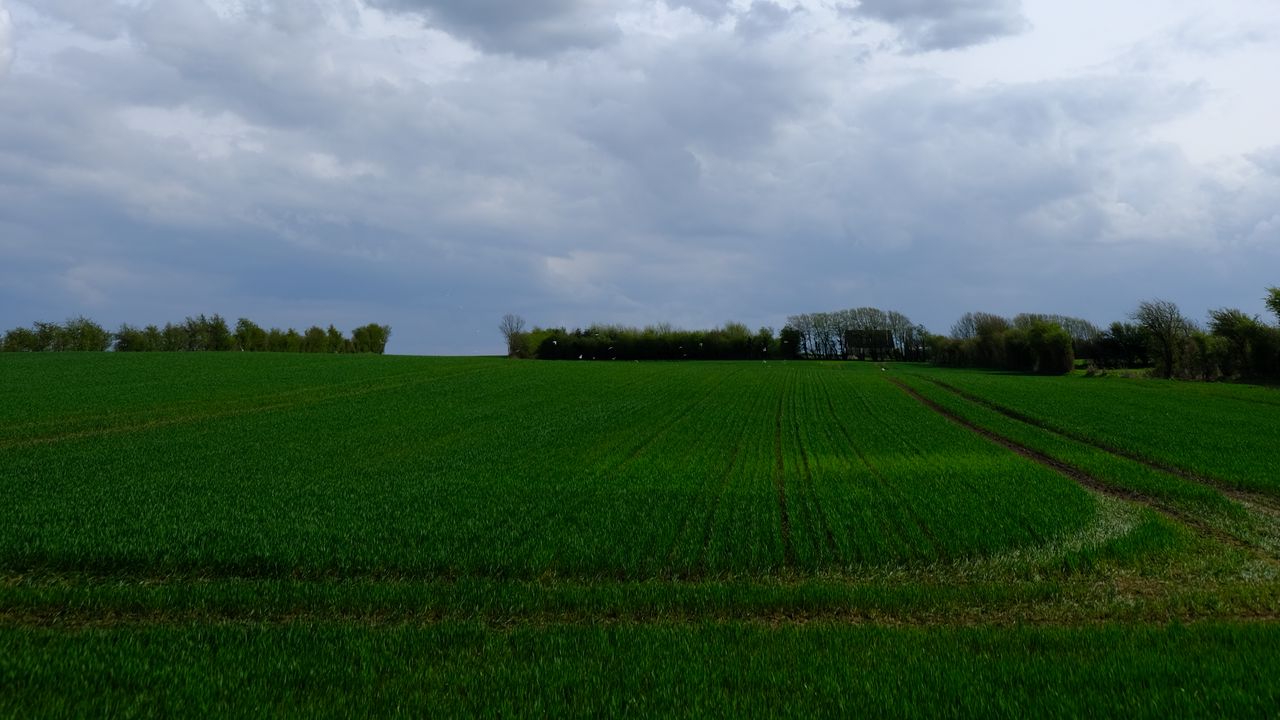 Wallpaper field, grass, horizon, clouds