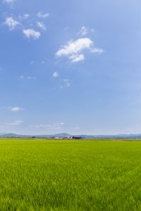 Preview wallpaper field, grass, houses, landscape, nature, minimalism