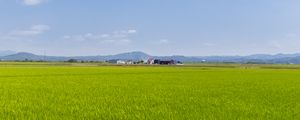 Preview wallpaper field, grass, houses, landscape, nature, minimalism