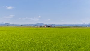 Preview wallpaper field, grass, houses, landscape, nature, minimalism