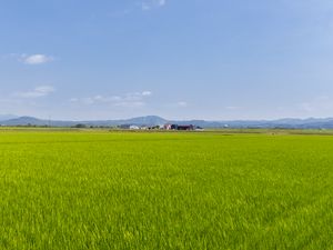 Preview wallpaper field, grass, houses, landscape, nature, minimalism