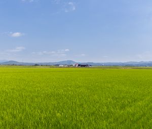 Preview wallpaper field, grass, houses, landscape, nature, minimalism