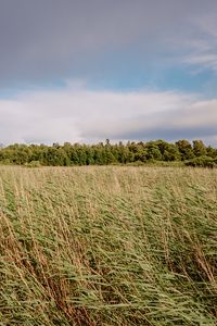 Preview wallpaper field, grass, landscape, trees