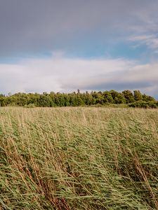 Preview wallpaper field, grass, landscape, trees