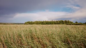 Preview wallpaper field, grass, landscape, trees