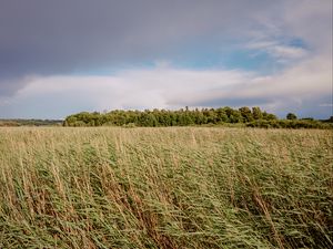 Preview wallpaper field, grass, landscape, trees