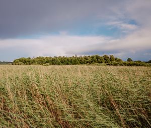 Preview wallpaper field, grass, landscape, trees