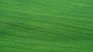 Preview wallpaper field, grass, lawn, green