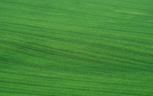 Preview wallpaper field, grass, lawn, green
