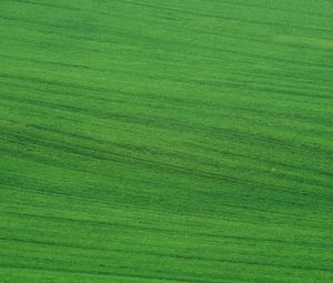 Preview wallpaper field, grass, lawn, green