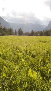 Preview wallpaper field, grass, mountains, trees, landscape