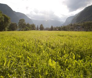 Preview wallpaper field, grass, mountains, trees, landscape