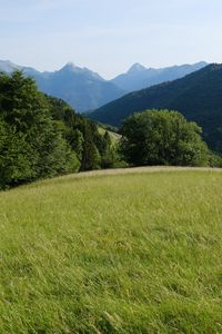 Preview wallpaper field, grass, nature, trees, mountains, sky