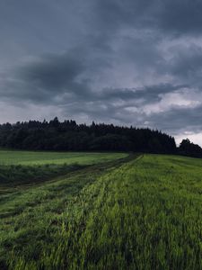 Preview wallpaper field, grass, path, overcast