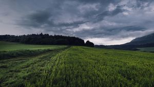 Preview wallpaper field, grass, path, overcast