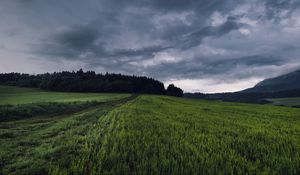 Preview wallpaper field, grass, path, overcast