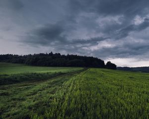 Preview wallpaper field, grass, path, overcast