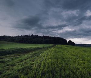 Preview wallpaper field, grass, path, overcast