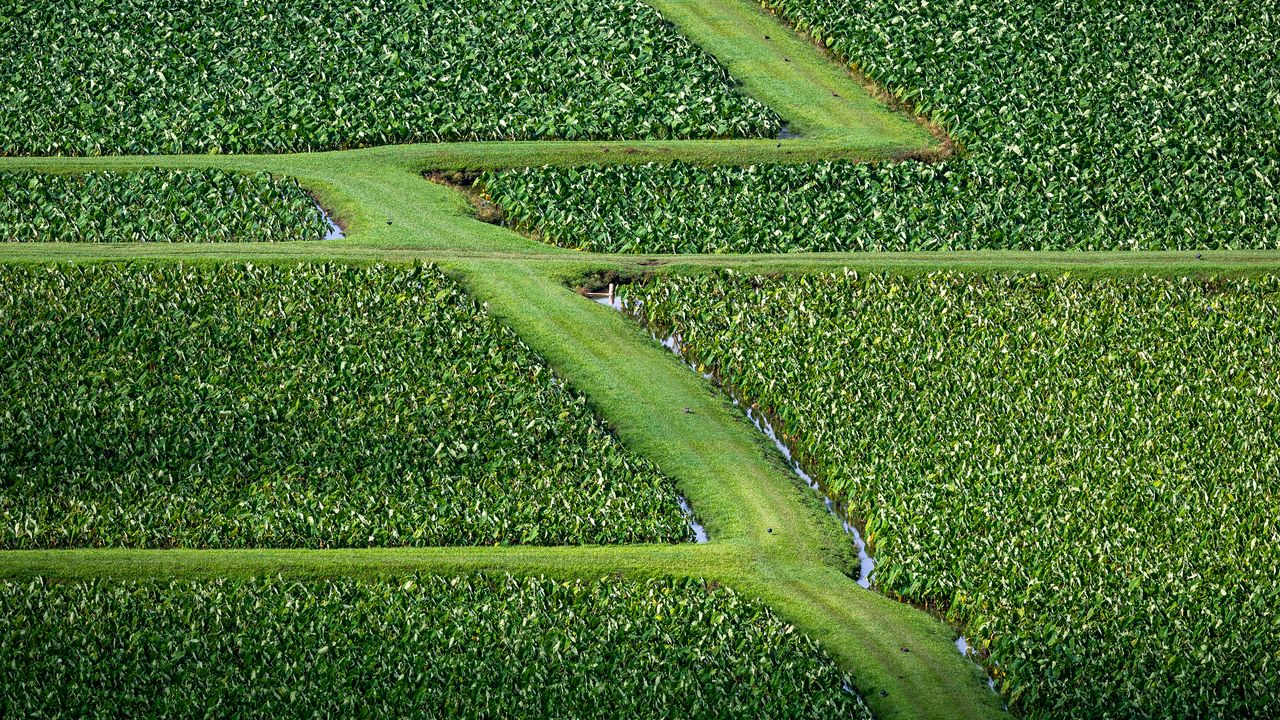 Wallpaper field, grass, path, green