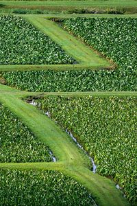 Preview wallpaper field, grass, path, green