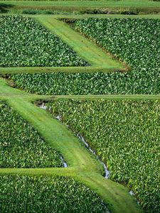 Preview wallpaper field, grass, path, green