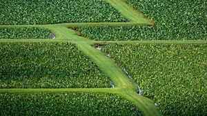 Preview wallpaper field, grass, path, green