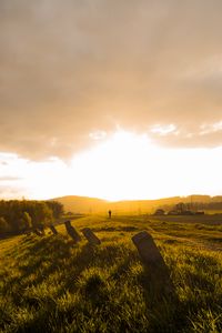 Preview wallpaper field, grass, pilings, silhouette, nature