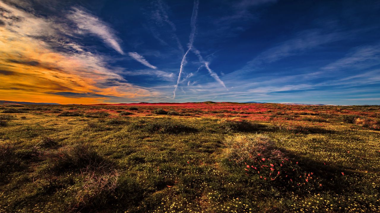 Wallpaper field, grass, plants, sky