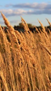 Preview wallpaper field, grass, sky