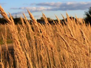 Preview wallpaper field, grass, sky