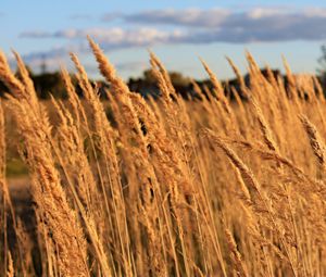 Preview wallpaper field, grass, sky