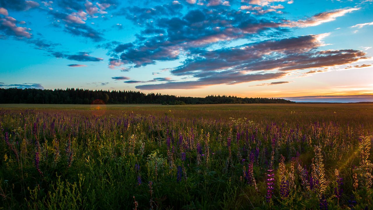 Wallpaper field, grass, sky, summer, sunset