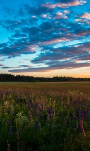 Preview wallpaper field, grass, sky, summer, sunset