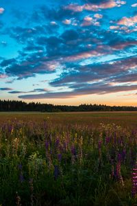 Preview wallpaper field, grass, sky, summer, sunset