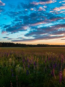Preview wallpaper field, grass, sky, summer, sunset