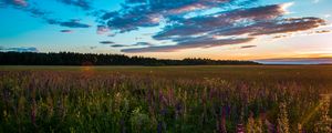 Preview wallpaper field, grass, sky, summer, sunset