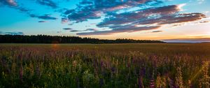 Preview wallpaper field, grass, sky, summer, sunset