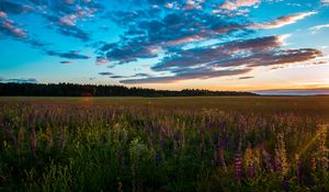 Preview wallpaper field, grass, sky, summer, sunset