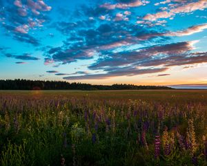 Preview wallpaper field, grass, sky, summer, sunset