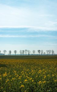 Preview wallpaper field, grass, sky, flowers, trees, summer