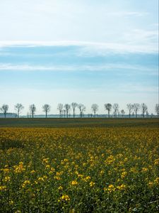 Preview wallpaper field, grass, sky, flowers, trees, summer