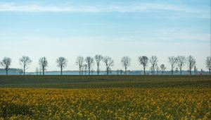 Preview wallpaper field, grass, sky, flowers, trees, summer