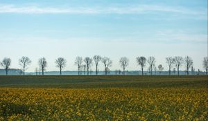 Preview wallpaper field, grass, sky, flowers, trees, summer