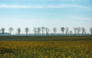 Preview wallpaper field, grass, sky, flowers, trees, summer