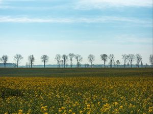 Preview wallpaper field, grass, sky, flowers, trees, summer