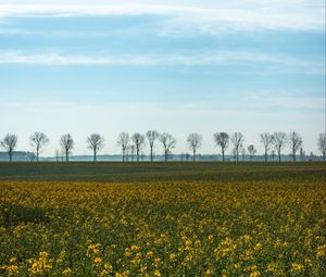 Preview wallpaper field, grass, sky, flowers, trees, summer